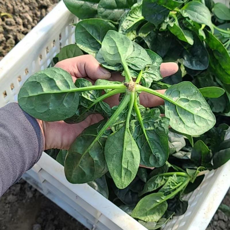 河南露天矮杆趴地霜打红根爬地笨菠菜当季新鲜蔬菜特色蔬菜火锅菜