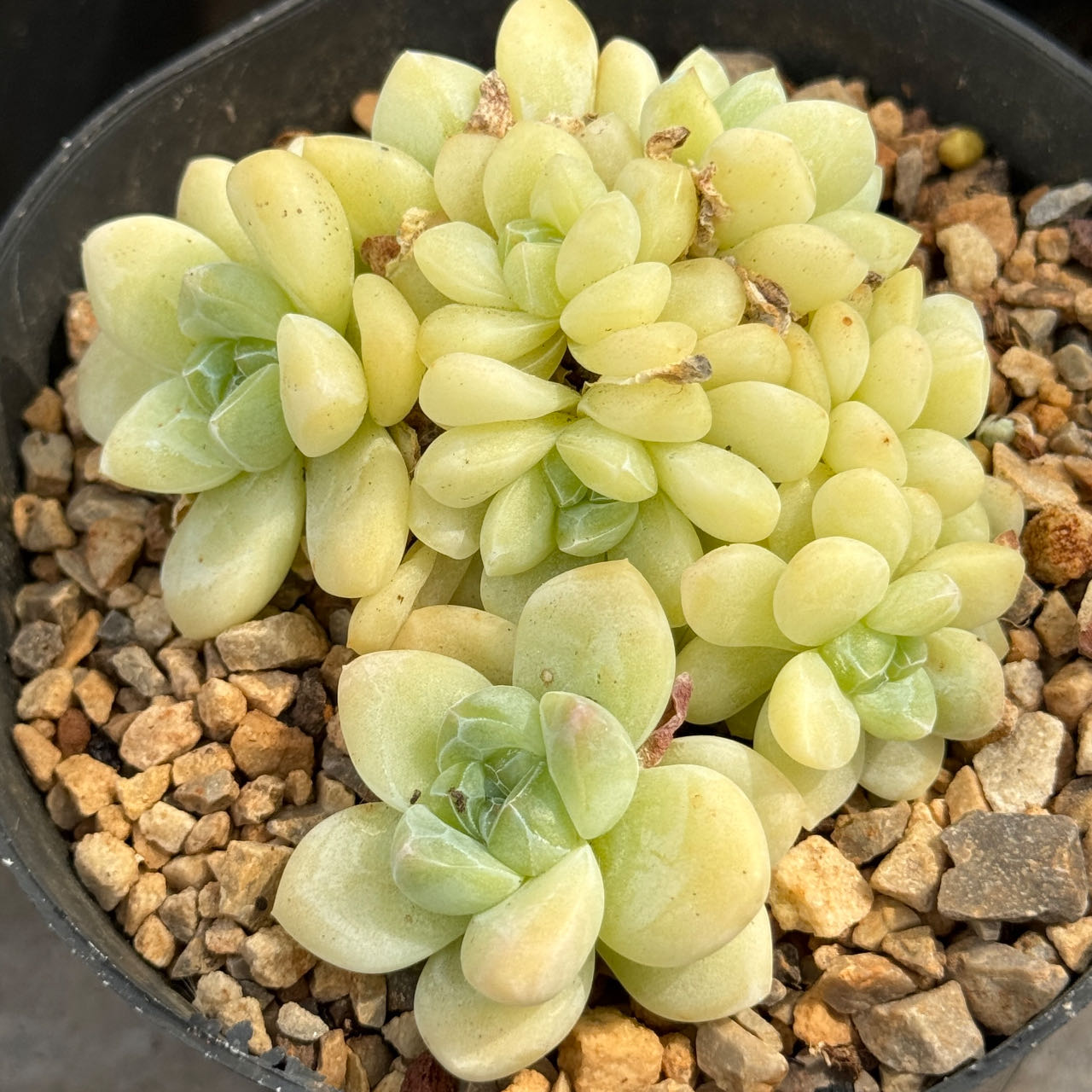 新世界多肉直播链接一