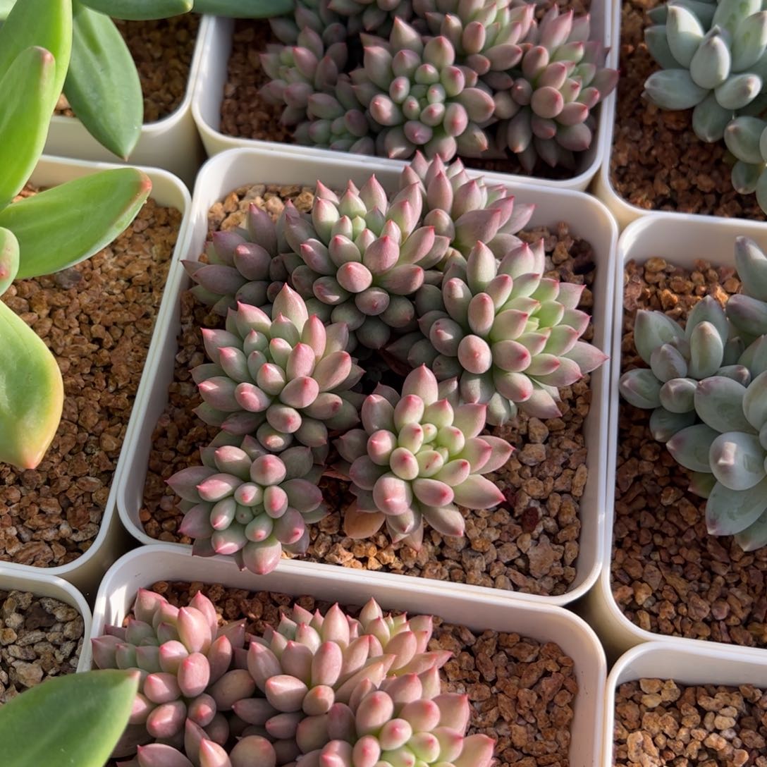 言字多肉植物好看