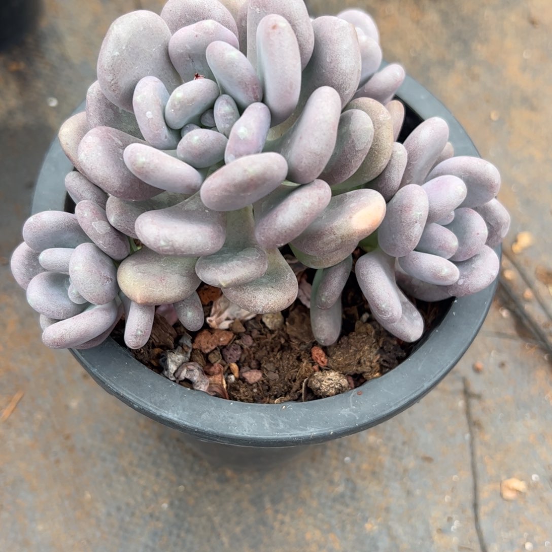 月美人多肉植物好看