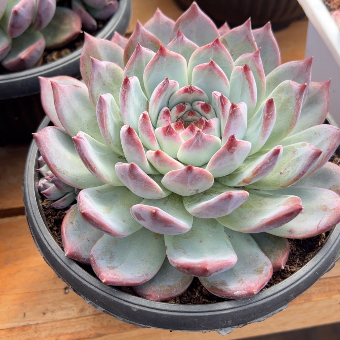 卡罗拉多肉植物好看