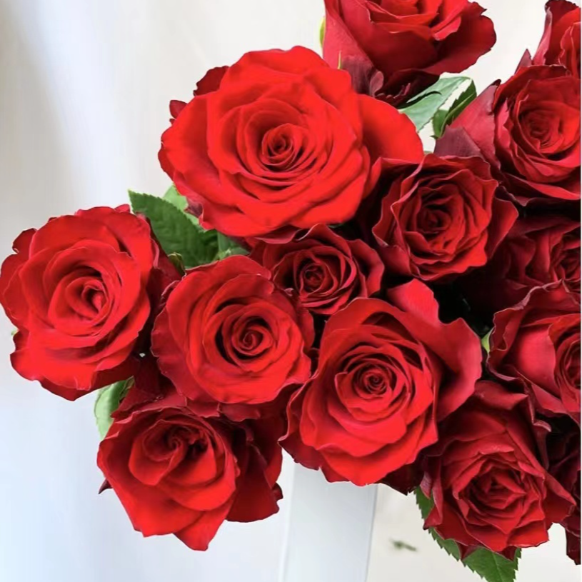 艾莎花园【红丝绒＋海神王】四季开花室内室外阳台庭院耐热耐寒好养