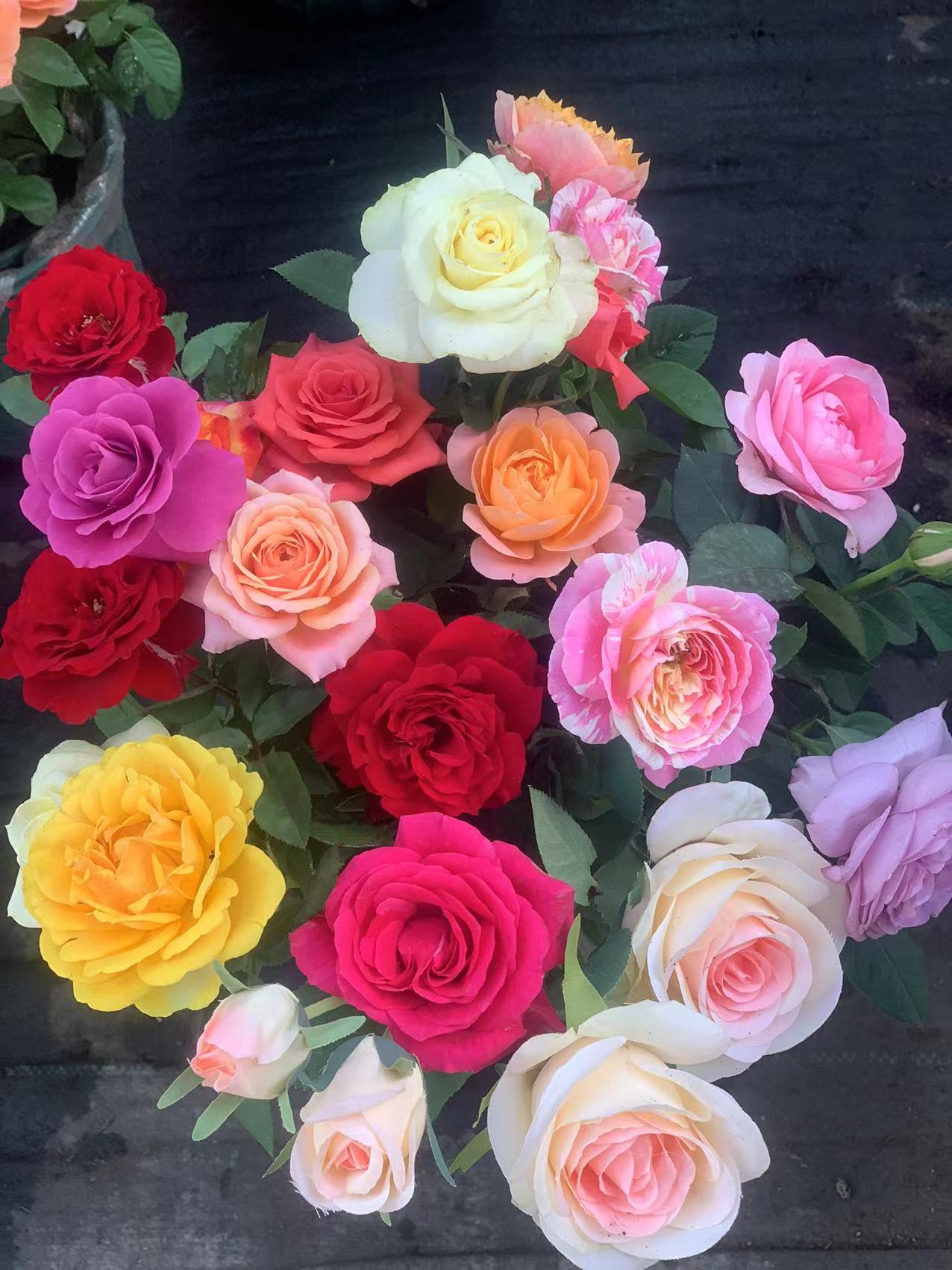 艾莎花园【混色+蓝色风暴】一盆多色灌木月季花卉盆栽地栽四季开花