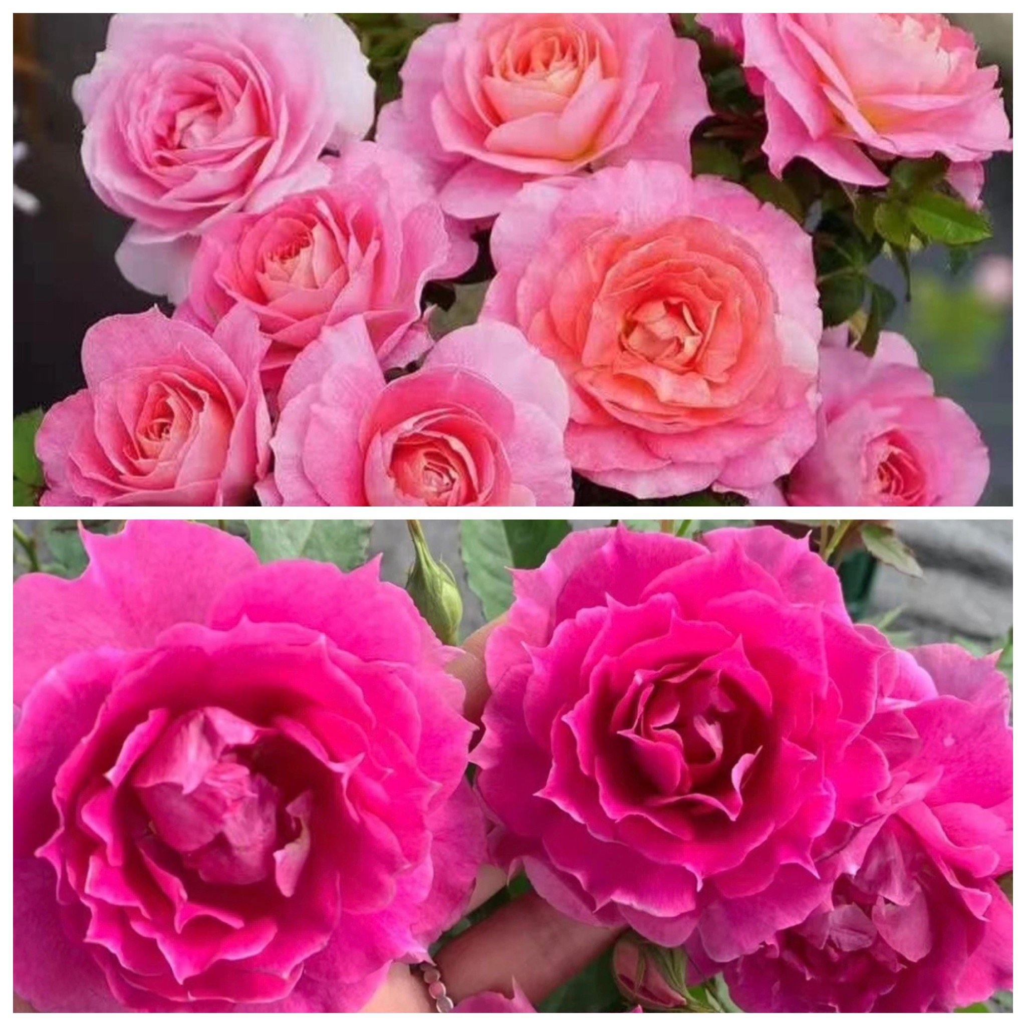 艾莎花园【天方夜谭+海神王】大花浓香月季盆栽阳台四季开花花卉