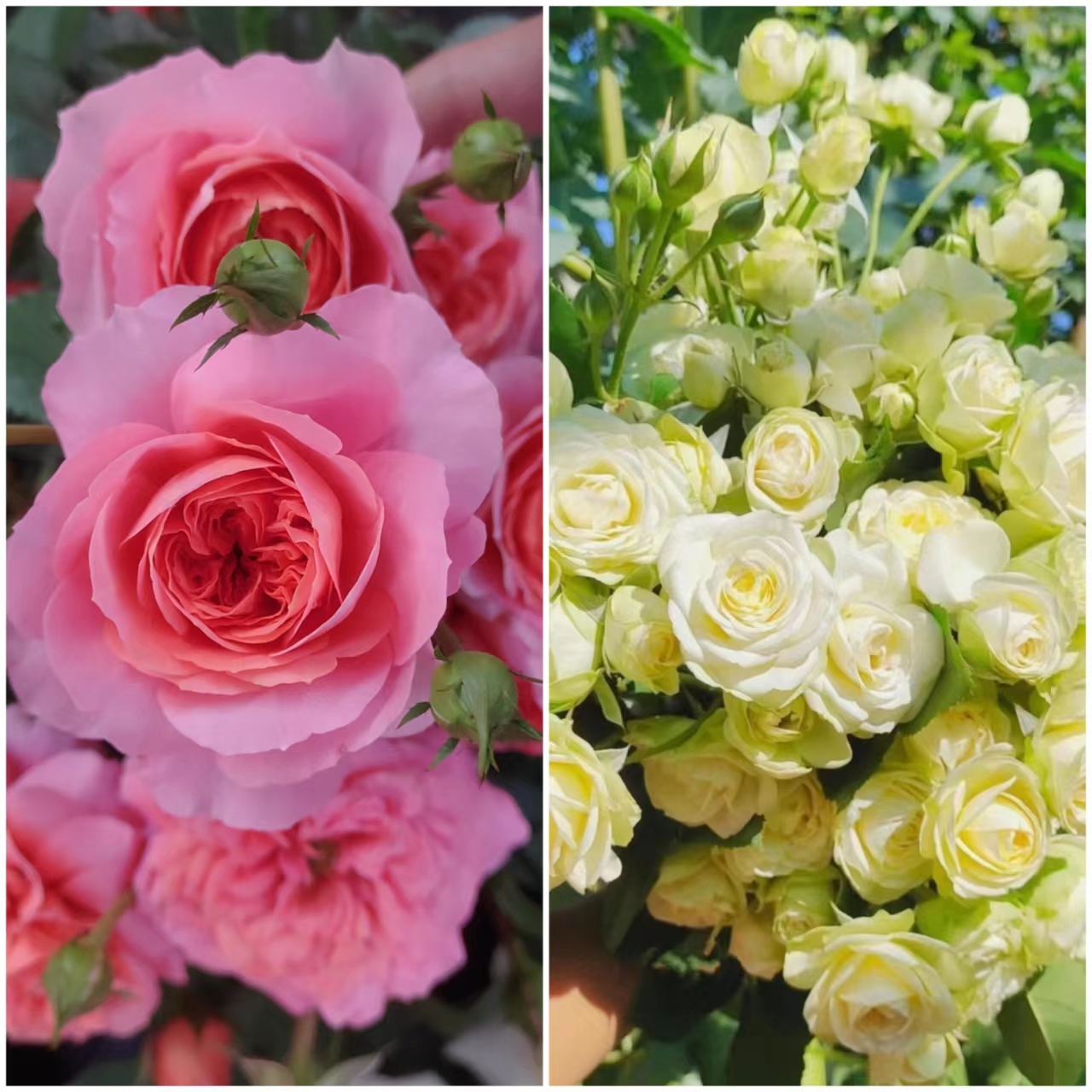 艾莎花园【绿苹果+胭脂水粉】1加仑耐热浓香月季多季节开花复