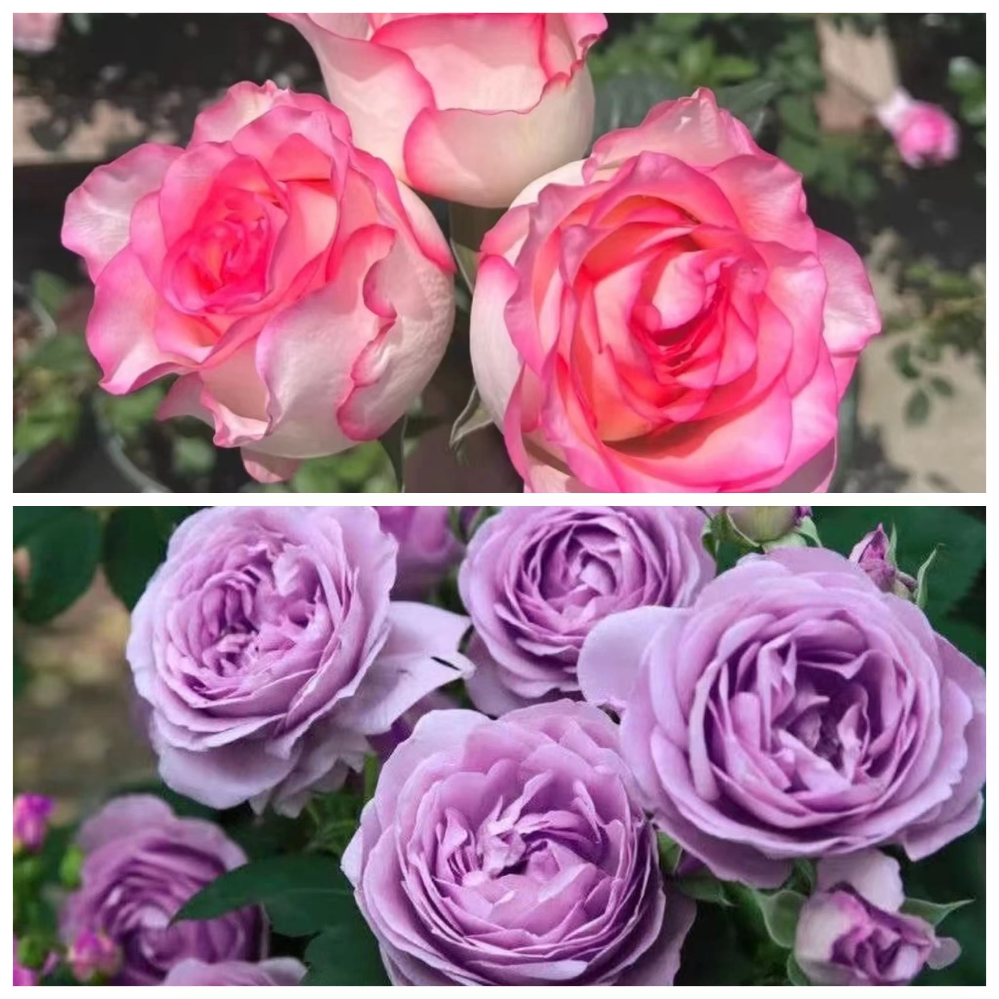 艾莎花园【爱莎玫瑰+蓝色风暴】1加仑玫瑰切花浓香月季多季节开花