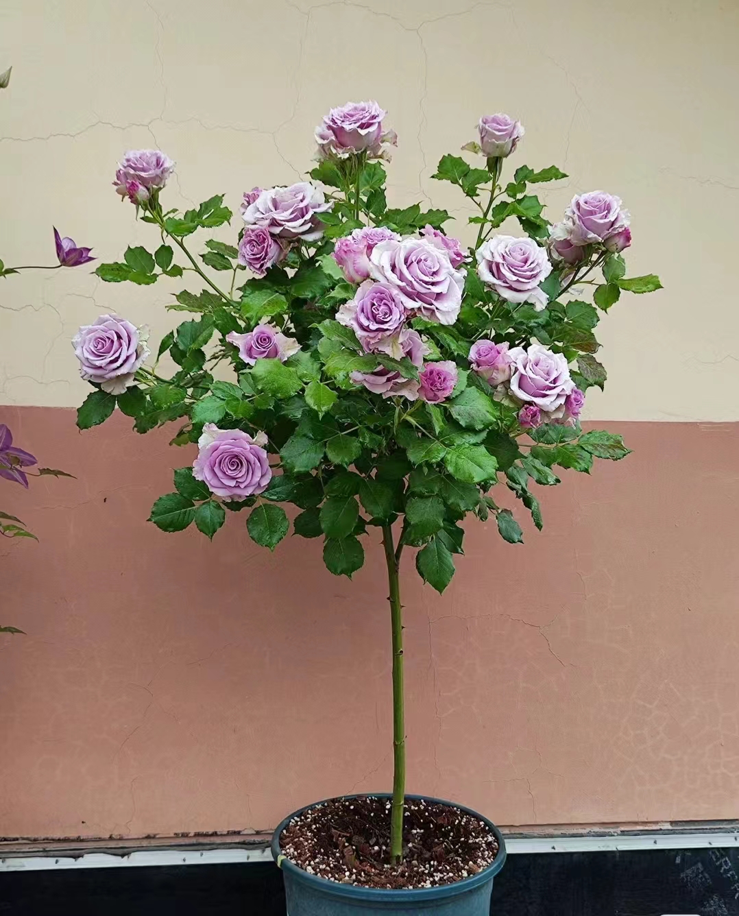 永福【棒棒糖月季】1加仑耐树状棒棒糖月季多季节开花复