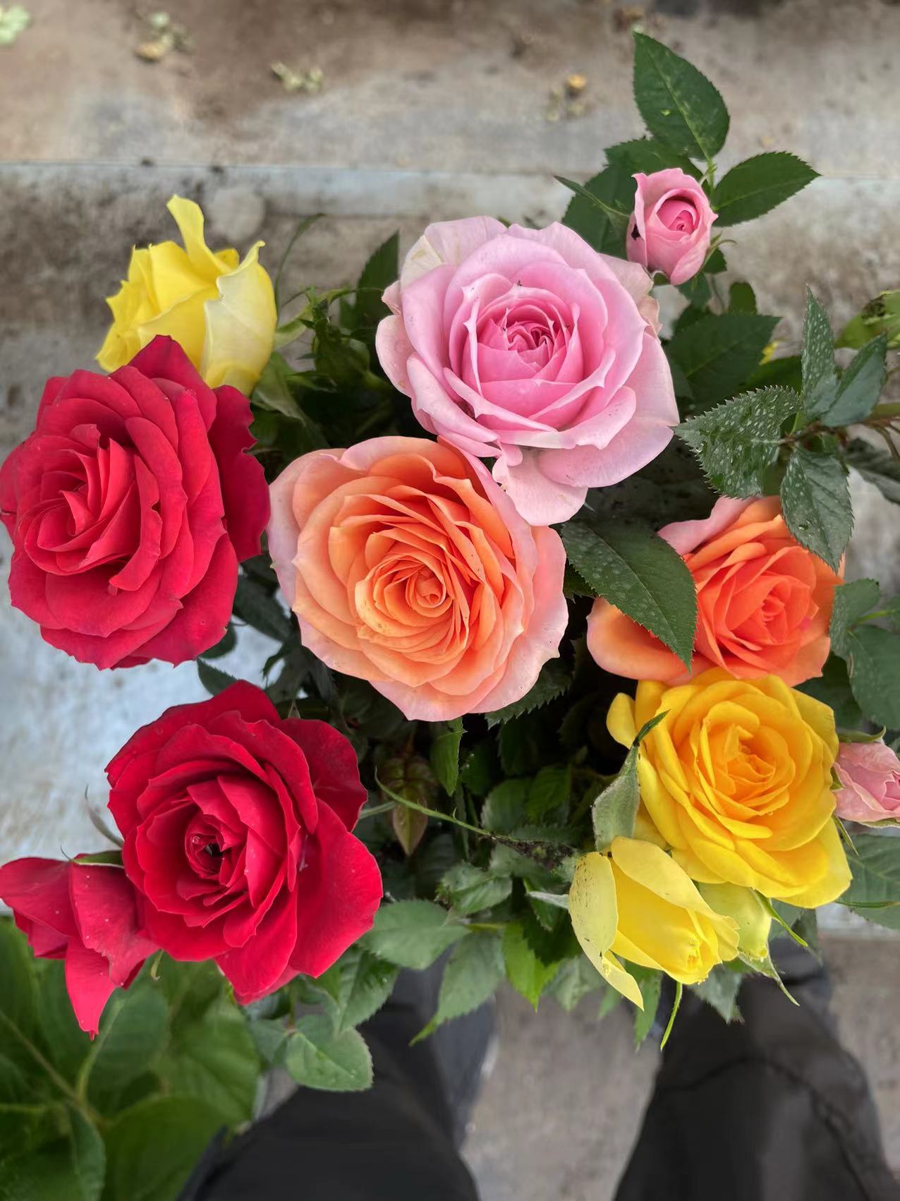 艾莎花园【多色月季】四季开花室内室外阳台庭院耐热耐寒