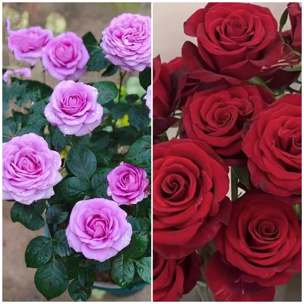 艾莎花园【水王星+红丝绒】1加仑玫瑰切花浓香月季多季节开花复