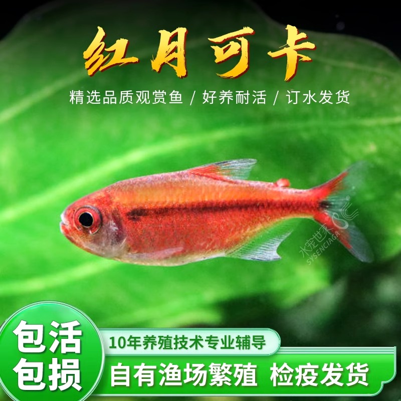 红月可卡灯南美进口白金红月可卡灯鱼高端灯科淡水群游鱼草缸鱼