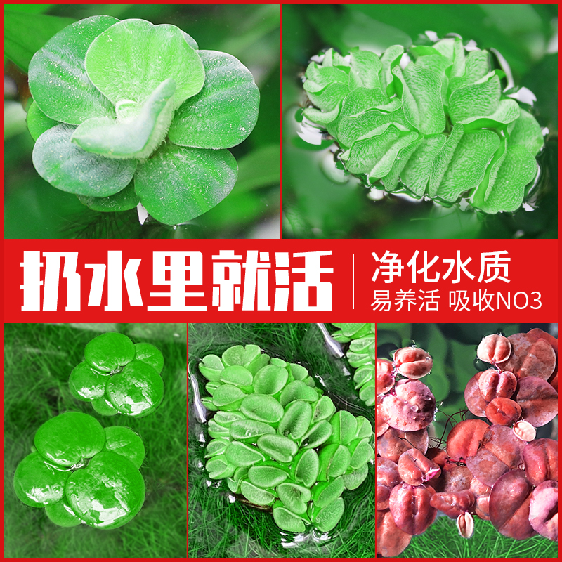 鱼缸造景肚兜浮萍水草圆心萍槐叶萍红毛丹水边水草活体造景装饰品