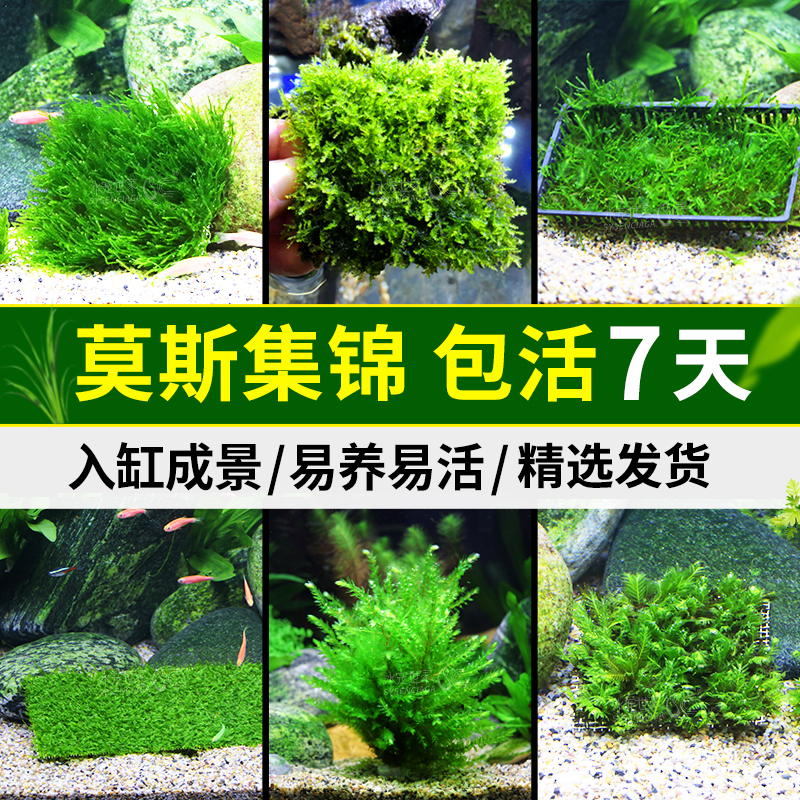 三角莫斯水草活体淡水松茸火焰垂泪莫斯前景草沉木水草造景装饰
