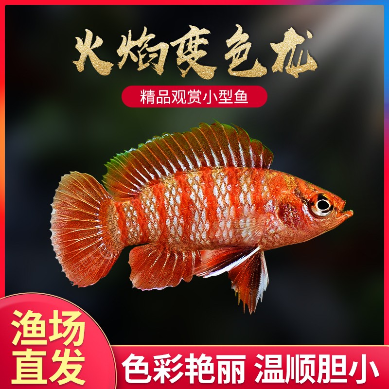 火焰变色龙鱼小型迷鳃鱼热带淡水观赏鱼红蓝霓虹灯科鱼混养群游鱼