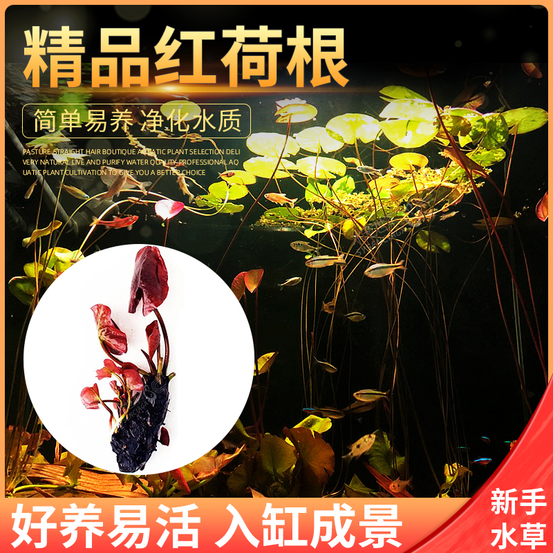 红荷根水草活体易养耐养活水族箱水草缸鱼缸淡水植物虎斑睡莲宿舍