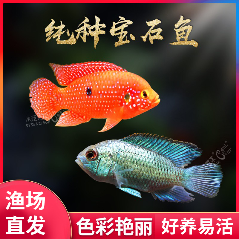 热带观赏鱼三湖红宝石血钻鱼马鲷科鱼球型宝石短鲷红蓝招财鱼活体
