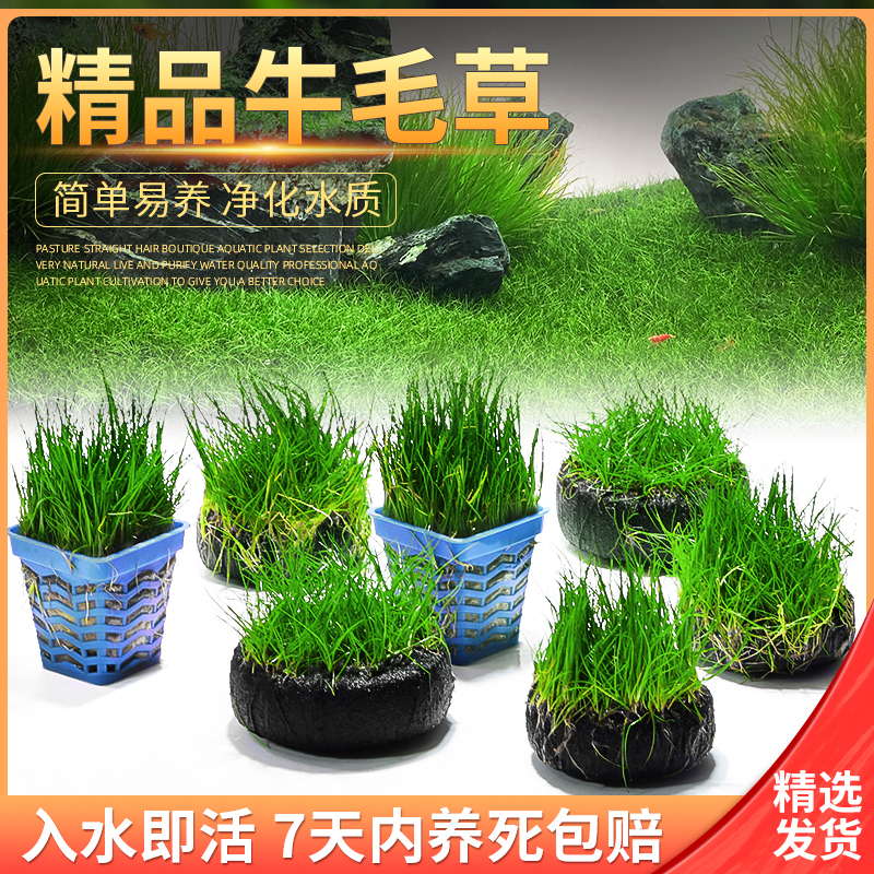 迷你牛毛草懒人造景水草鱼缸牛毛毡矮珍珠前中景活体植物增氧坨草