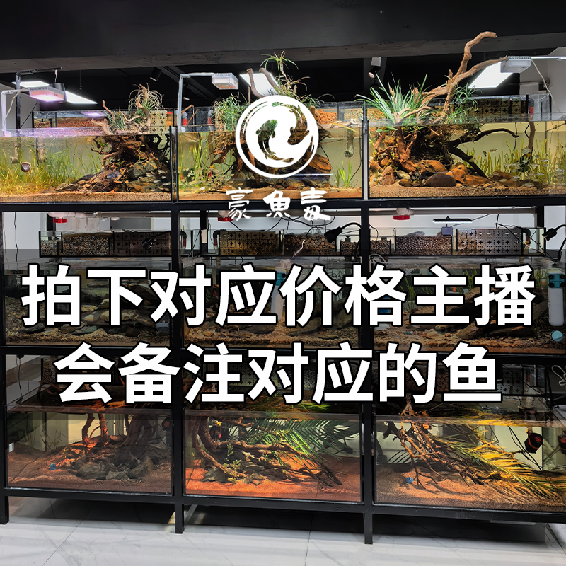 【改价链接】天使鱼各种观赏鱼，拍下对应价格主播备注发货