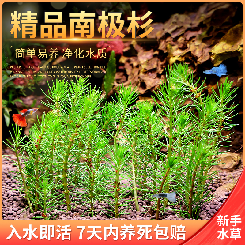 南极杉懒人造景水草增氧植物鱼缸中后景阴性有茎活水草泥沉木水草