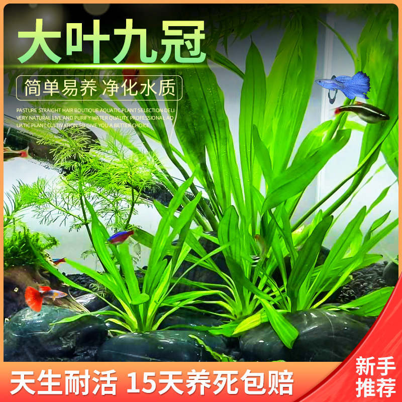 大叶九皇冠水草鱼缸造景装饰活体懒人水草淡水有茎类中后景阴性草