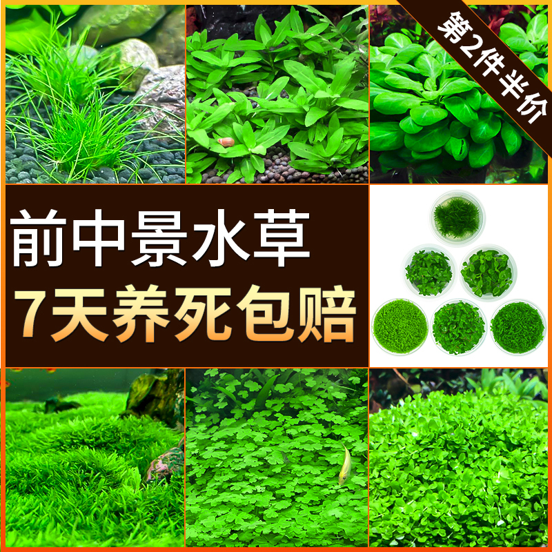 鱼缸水草活体迷你爬地矮珍珠牛毛毡泰国青椒草水草缸前景草活体草