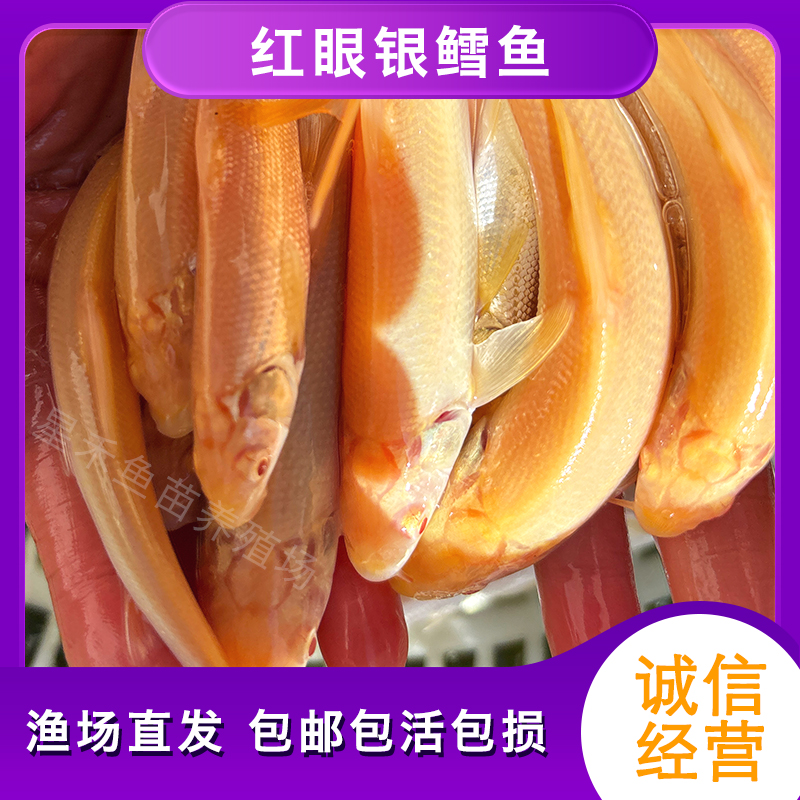 红眼银鳕鱼苗黄化鳕鱼苗黄金鳕鱼淡水好养殖观赏鱼包邮渔场直发
