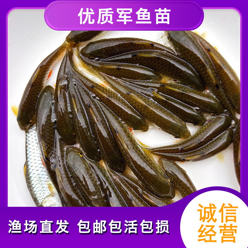 军鱼苗光鱼黄娟鱼活体淡水养殖 包邮渔场直发