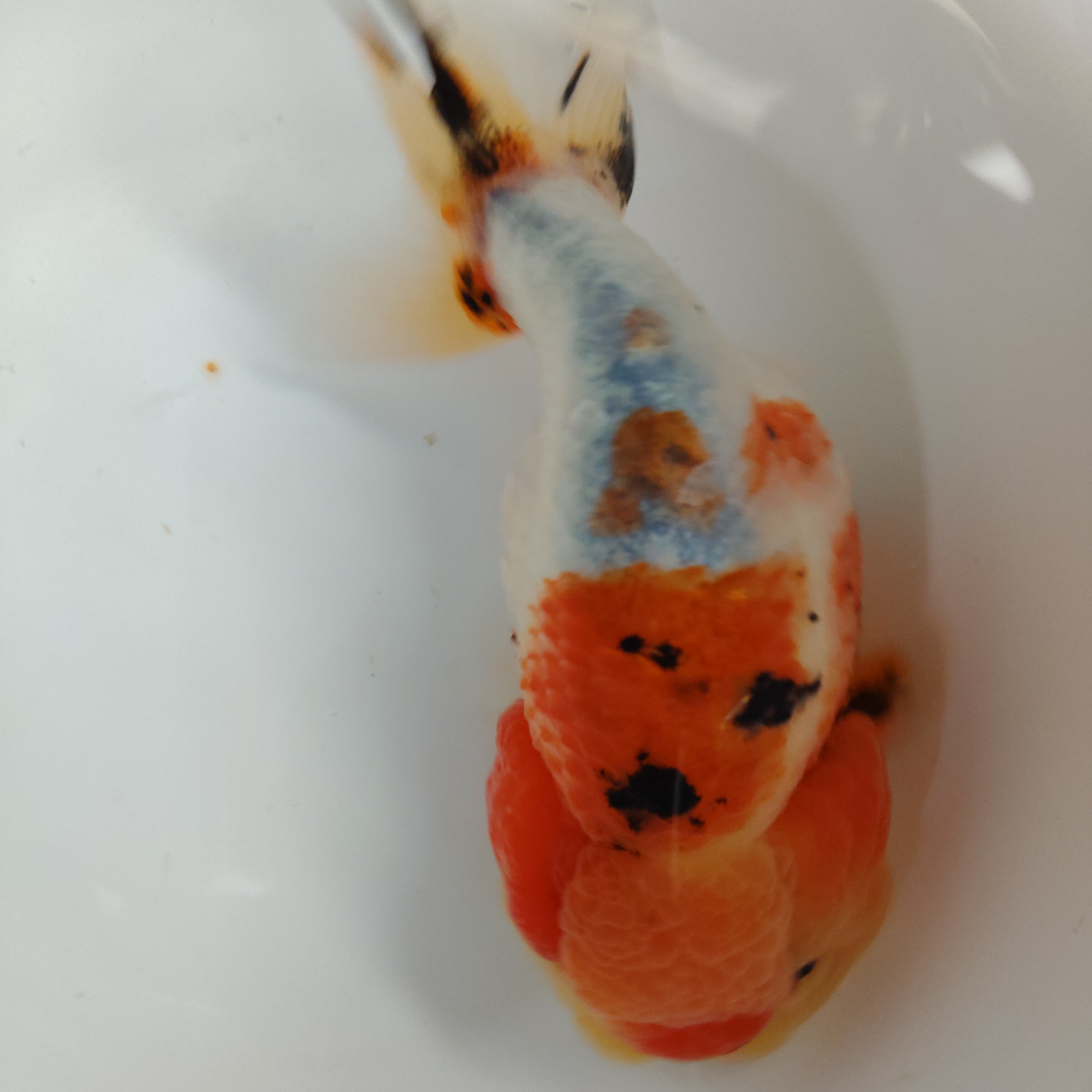 观赏鱼 精品武汉猫狮