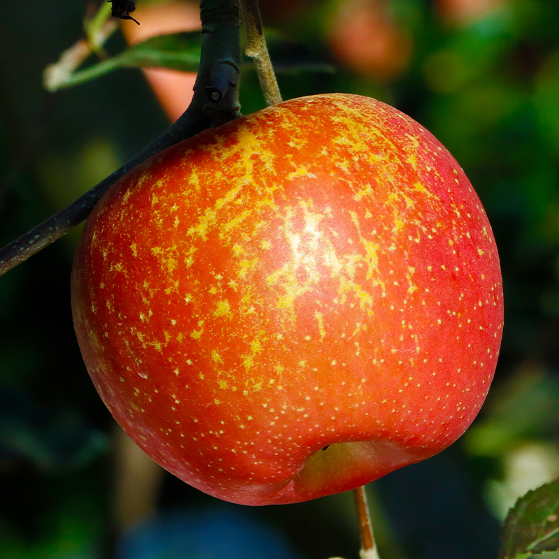 【正宗昭通丑苹果】昭通冰糖心丑苹果新鲜水果脆甜2/5斤非盐源苹果