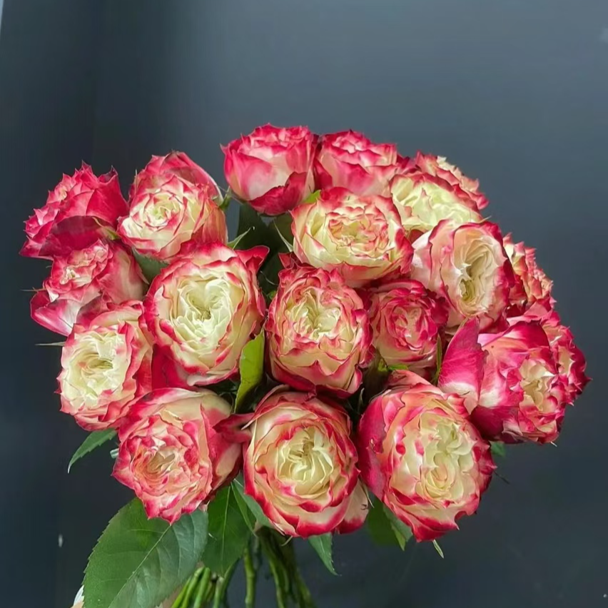 苹果杰克玫瑰【收到花一定要醒花，不会的请联系客服】