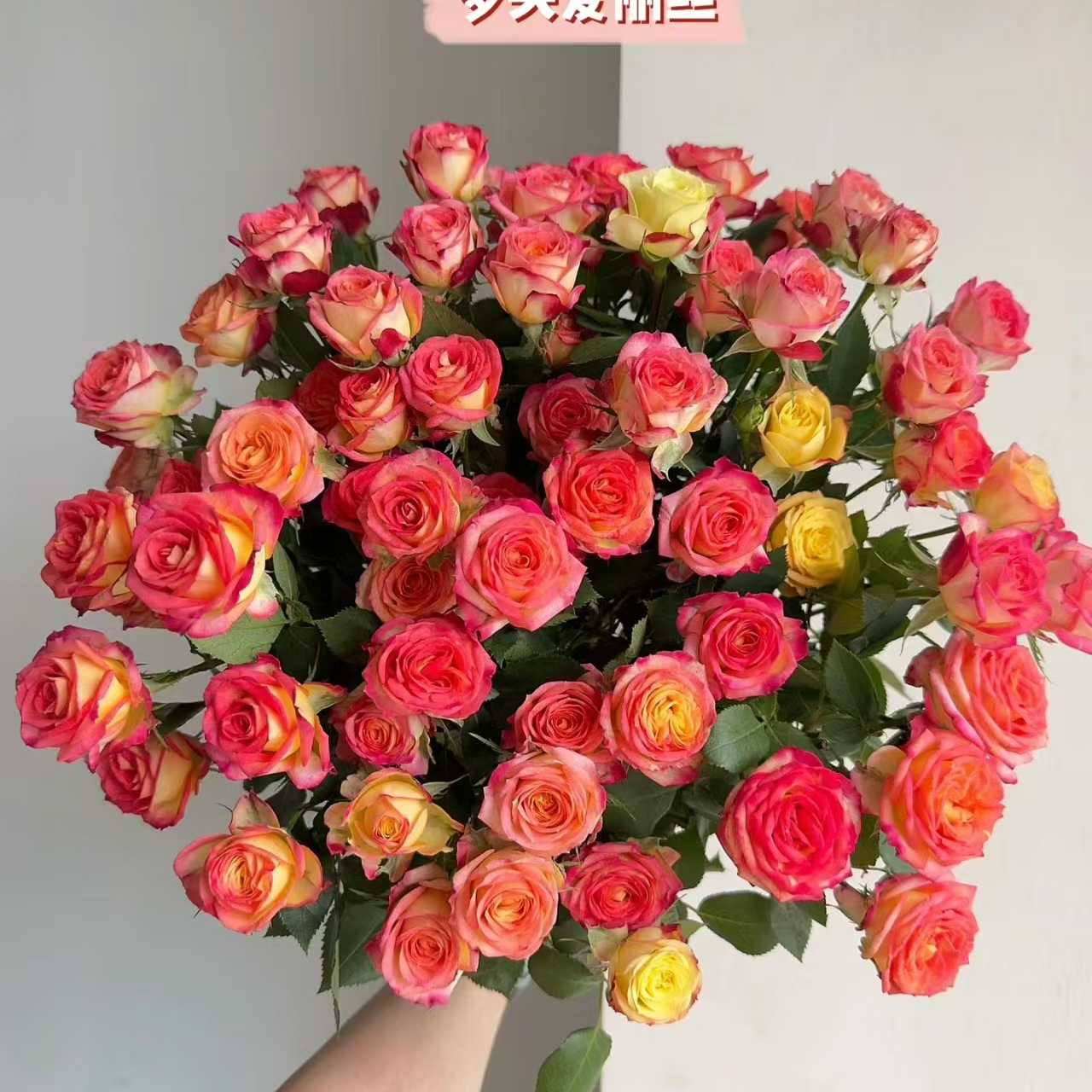 爱丽丝多头玫瑰【收到花一定要醒花，不会的请联系客服】
