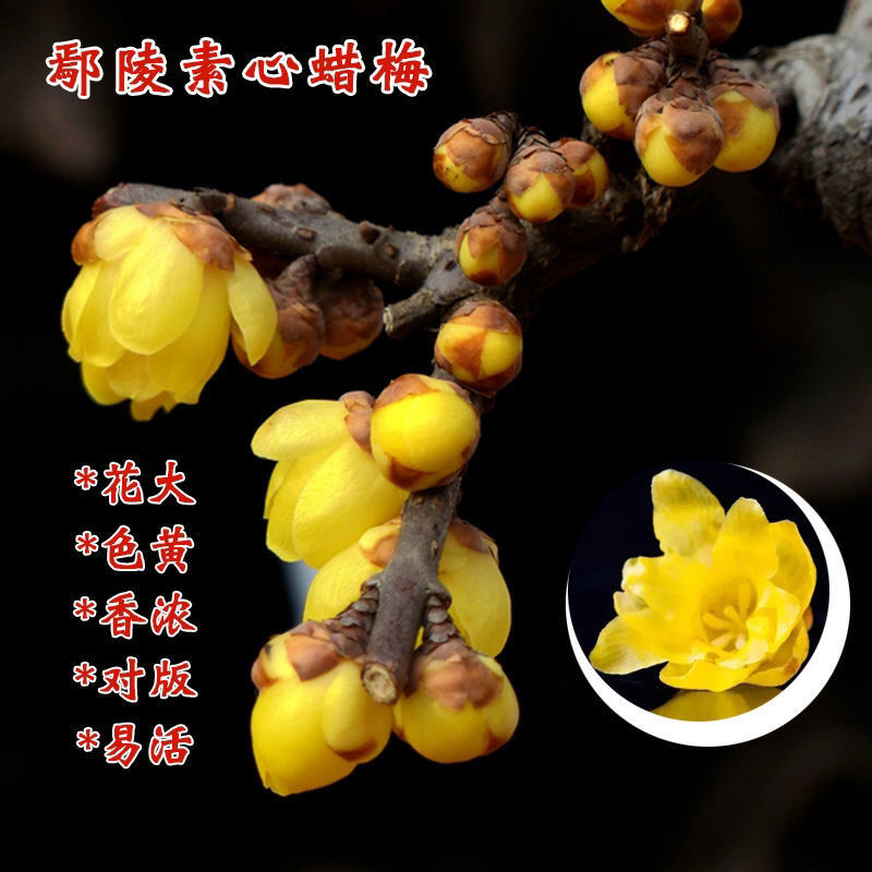 庭院腊梅 高杆腊梅 盆景腊梅 红香妃 美人泪 贵妃檀香 黄蜡坨