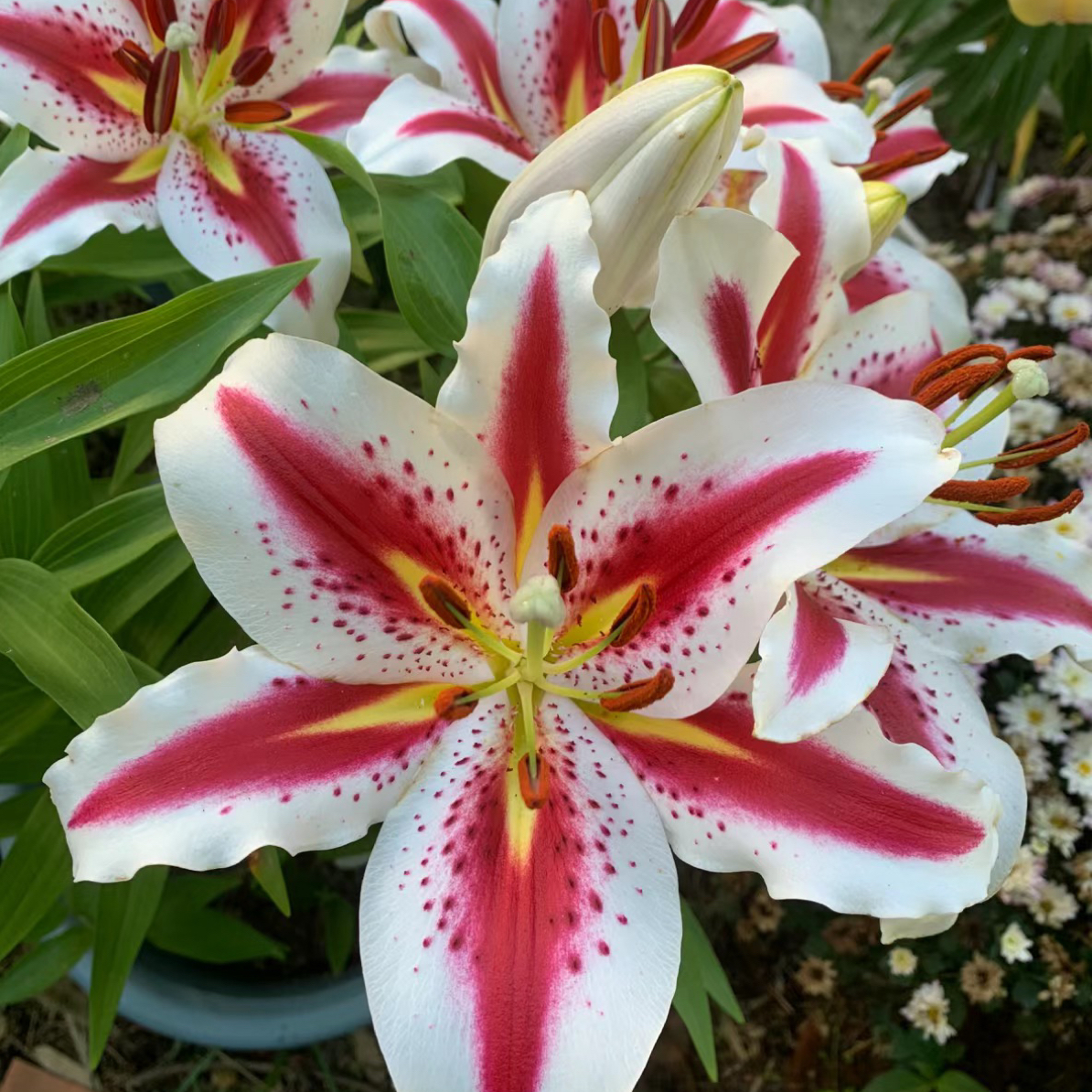 【笑脸】18/20单瓣大花浓香种球周长大四季可种阳台庭院种植耐寒好