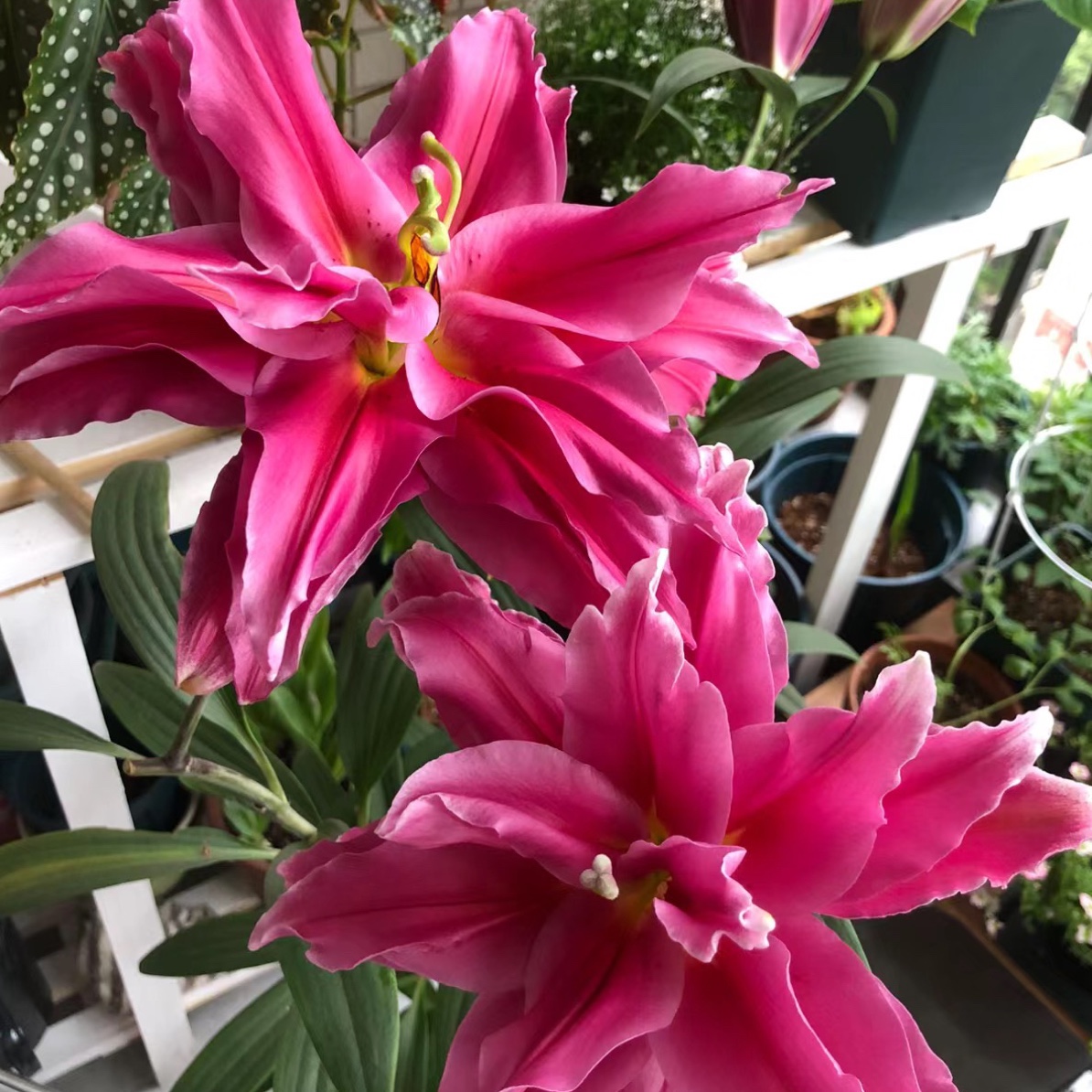 【艾琳娜】大花浓香重瓣浓香1个球14/16百合种球四季种庭院阳台种植