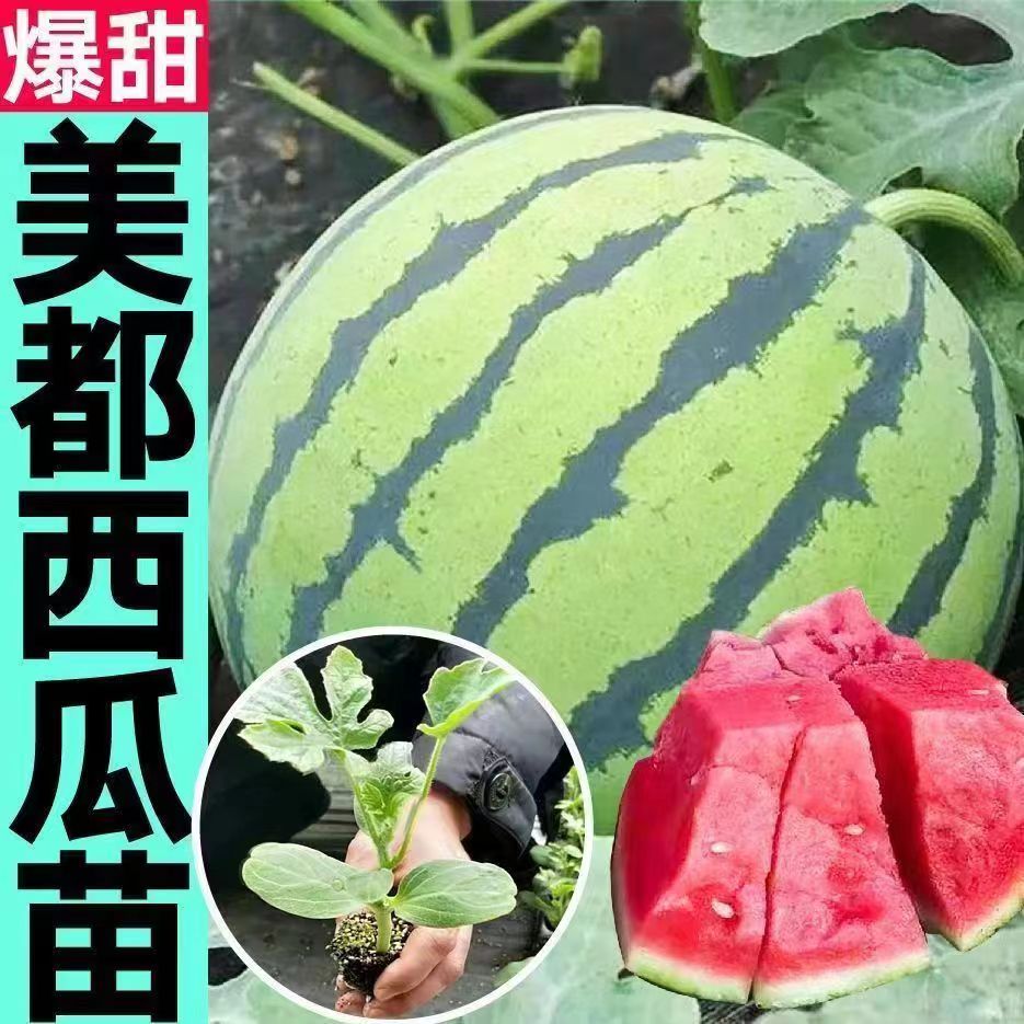 西瓜苗早熟8424西瓜苗麒麟西瓜特大懒汉西瓜无籽西瓜四季阳台盆栽