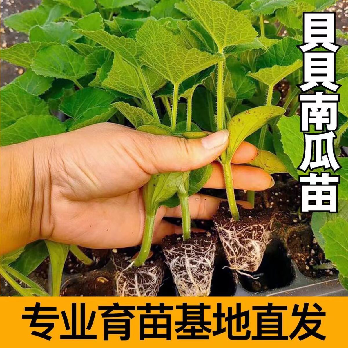 南瓜苗南瓜秧苗贝贝南瓜苗早熟高产易活南瓜种子特早南瓜穴盘苗