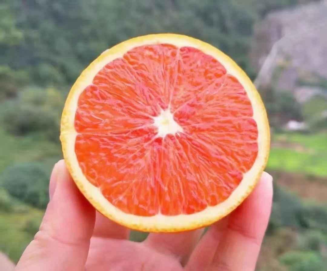 赣南脐橙8号链接—血橙或红橙精品果10斤（京津冀鲁豫桂）购买通道