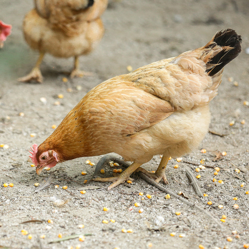 【散养土鸡】净重不低于900g 农户大别山  (两年以上老母鸡)