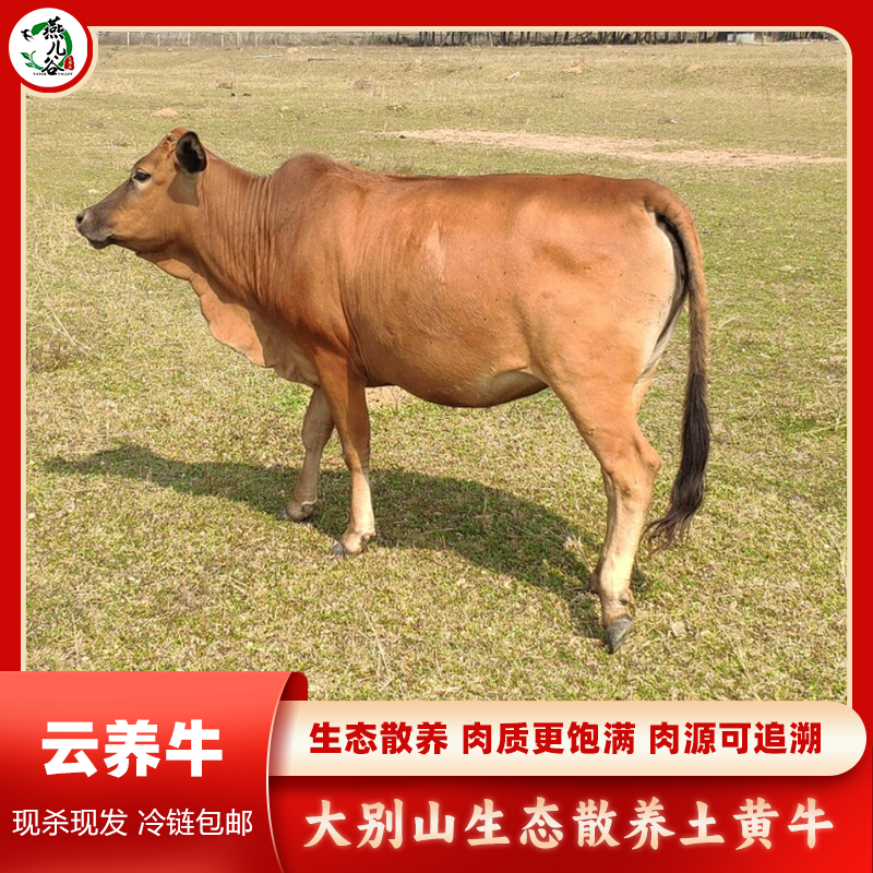 云养牛 大别山 散养大别山黄牛肉 每月5斤/10斤/15斤 顺丰包邮