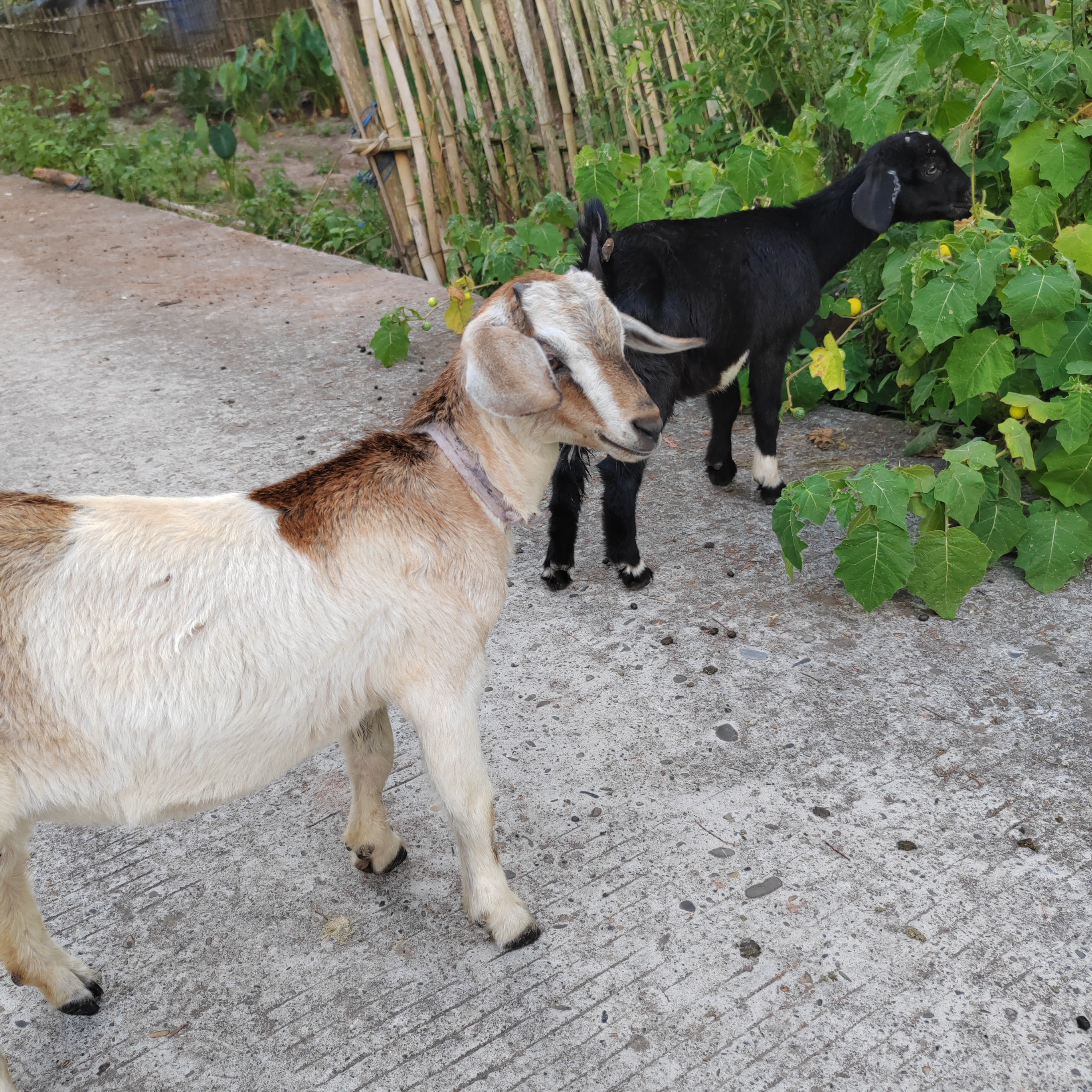 本地散养土山羊放山羊黄羊黑山羊2500克前腿后腿