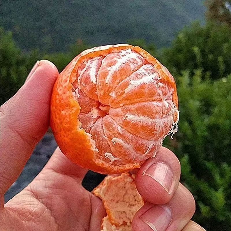 爆甜应季雪杉红橘子桔子水果新鲜当季薄皮青皮蜜桔柑橘酸应季