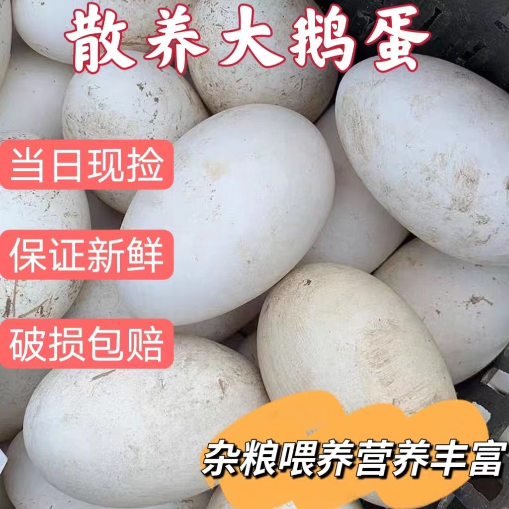 【新品活动】农家地道土鹅蛋一箱6-12枚新鲜特大土鹅蛋孕妇宝宝吃