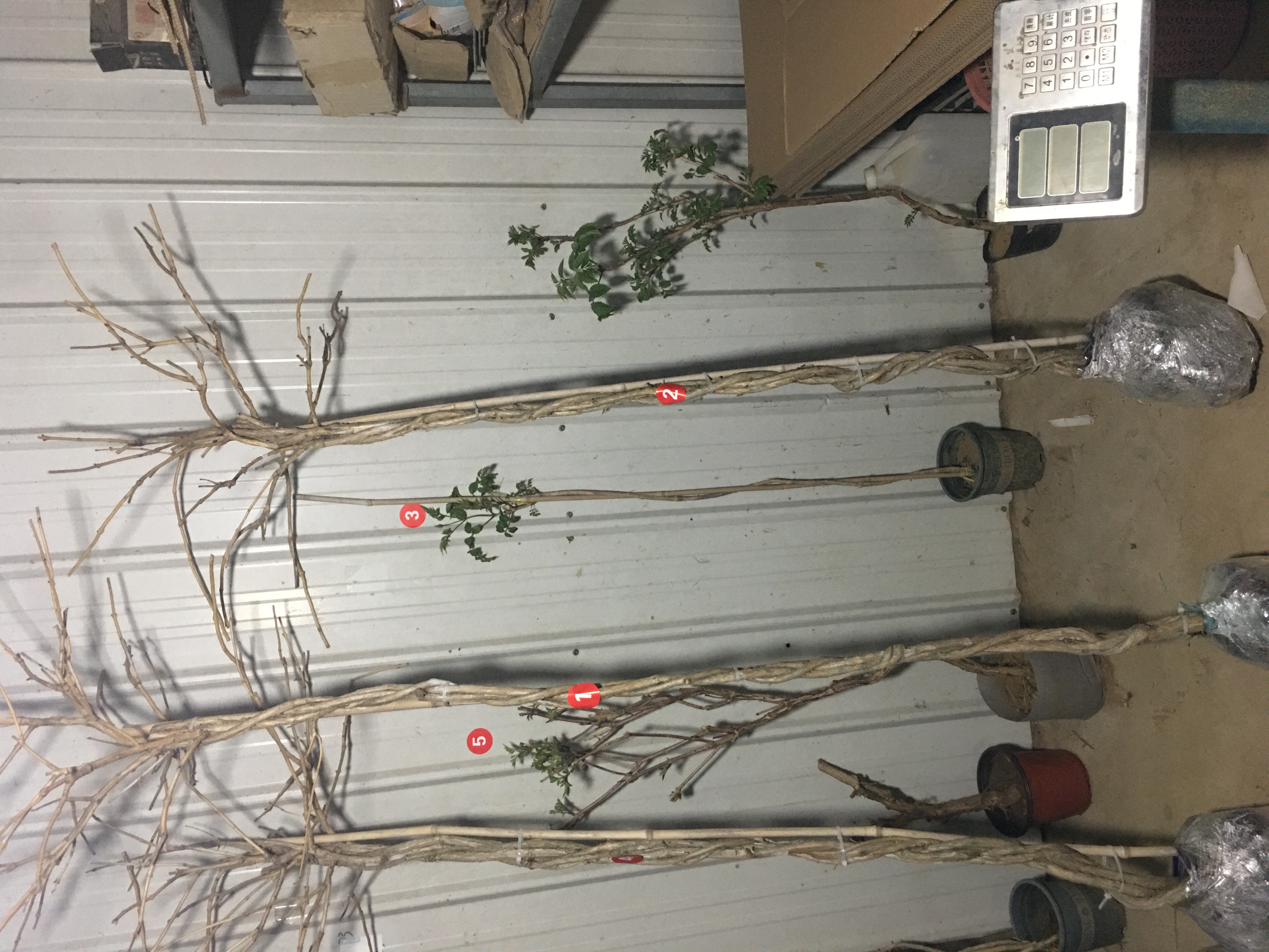 美国凌霄花苗麻花爬藤植物庭院花卉盆栽地栽苗木土球发货