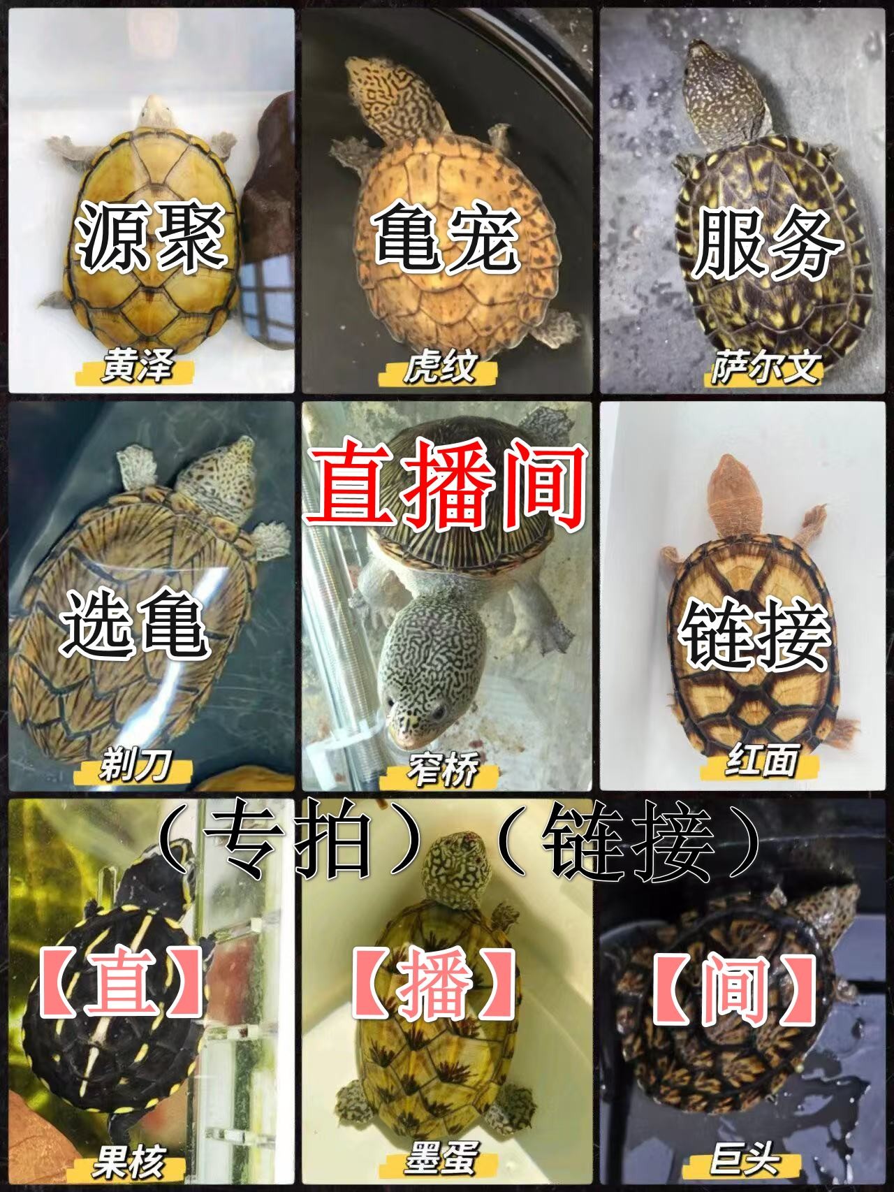 【直播选龟】虎纹蛋龟巨头剃刀麝香墨蛋地图圆澳甜甜圈墨西哥蛋龟