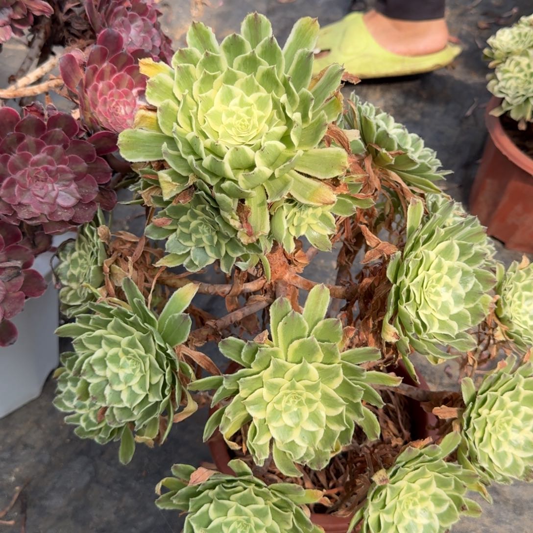 紫砂花好月又圆23～269