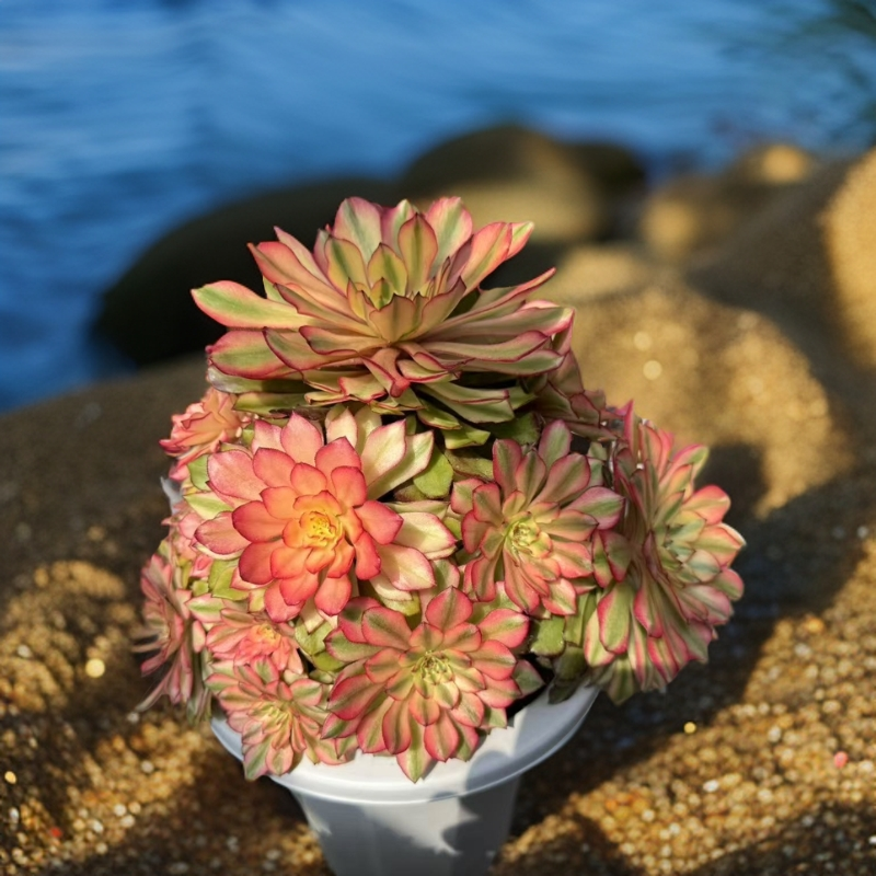 28-148花宝法师园艺--法师多肉一物一拍绿植脱土老桩植物