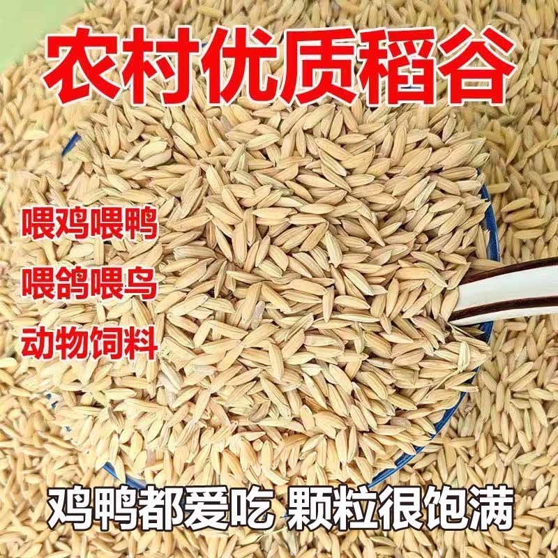 农家新鲜稻谷带壳谷子水稻鸽粮鸟粮粮食喂鸡鸭鹅鸽鸟饲料稻谷喂鸡