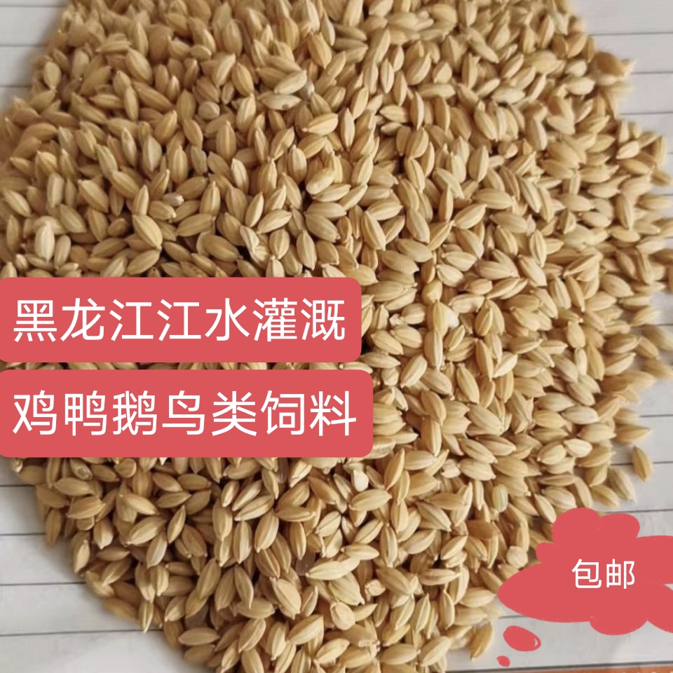 东北圆粒水稻谷乾净无杂质鸡鸭鹅鸽子饲料可磨米酿酒包邮