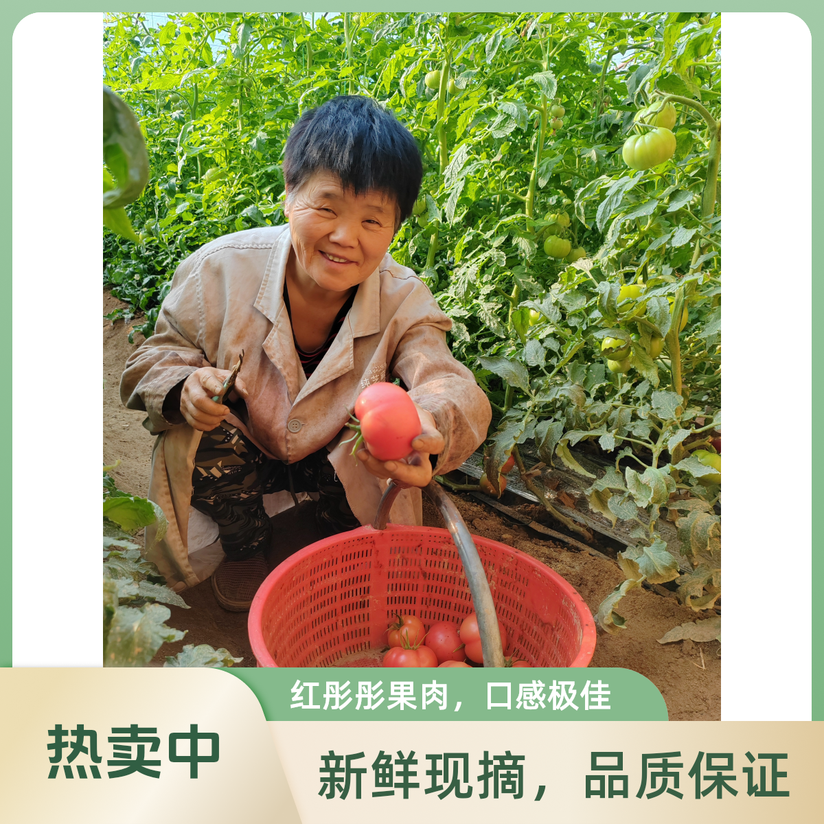 陕西泾阳水果西红柿沙瓤爆汁口感好