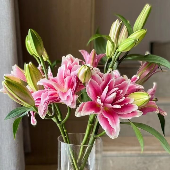 多头火星之恋重瓣百合--收到花有任何问题第一时间联系客服