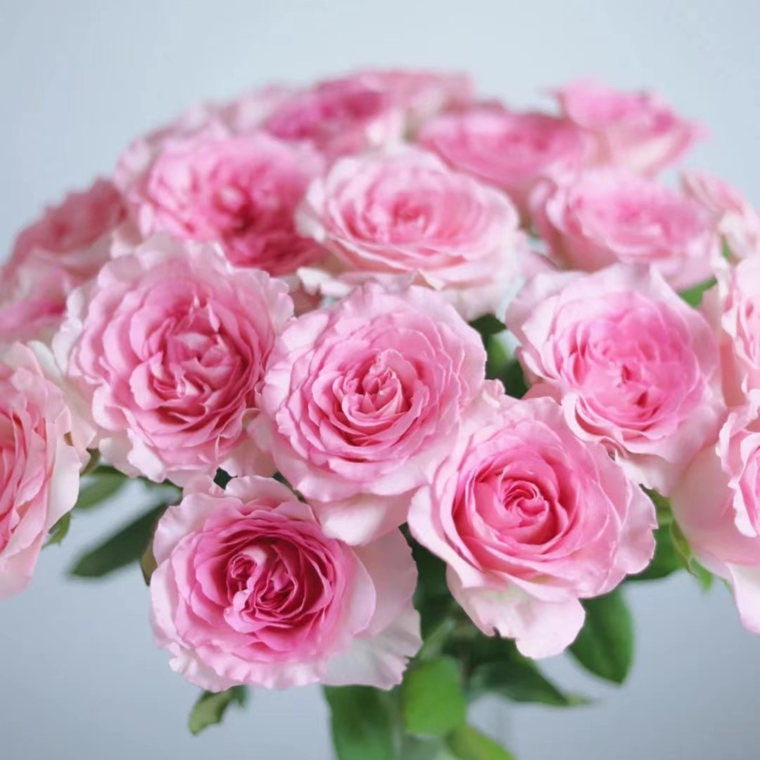 洛神---单头玫瑰-- 花魁仙气飘飘 渐变